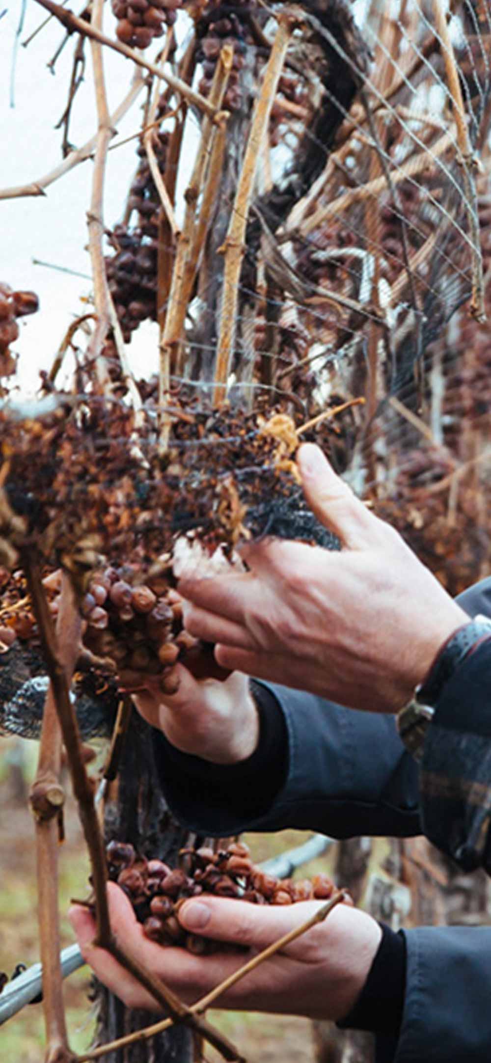 Men picking grapes