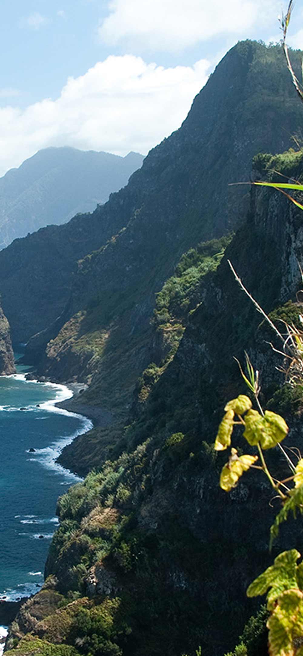 Tropical landscape with ocean backdrop