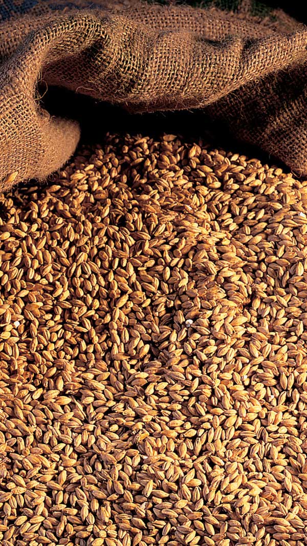 Malted barley in a sack